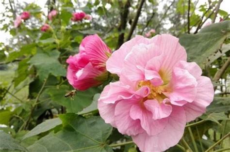 芙蓉種植|芙蓉要怎麼種